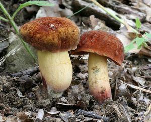 Klikni pro velký obrázek