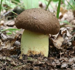 Klikni pro velký obrázek