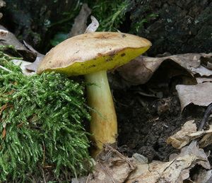 Klikni pro velký obrázek