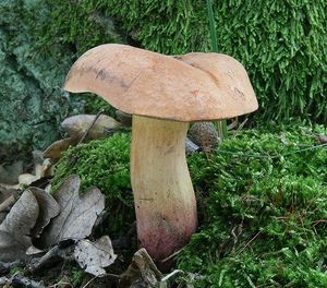 Klikni pro velký obrázek