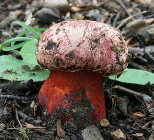 Klikni pro velký obrázek