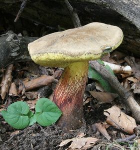 Klikni pro velký obrázek