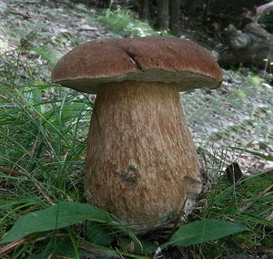 Klikni pro velký obrázek