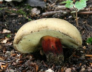 Klikni pro velký obrázek