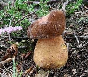 Klikni pro velký obrázek