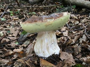 Klikni pro velký obrázek