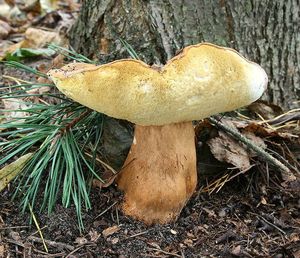 Klikni pro velký obrázek