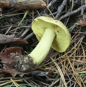 Klikni pro velký obrázek