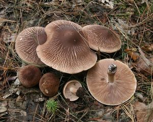 Klikni pro velký obrázek