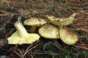 Klikni pro velký obrázek