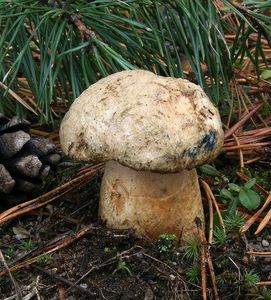 Klikni pro velký obrázek