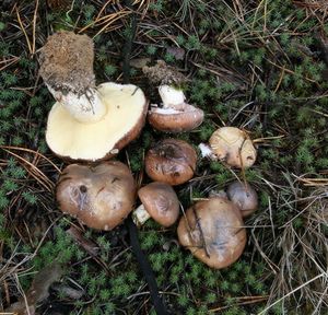 Klikni pro velký obrázek