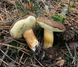 Klikni pro velký obrázek