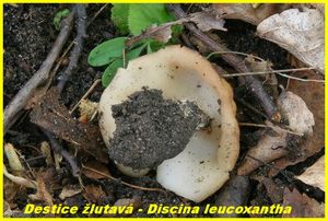 Klikni pro velký obrázek