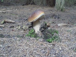 Hřib smrkový - Boletus edulis Bull. 1782