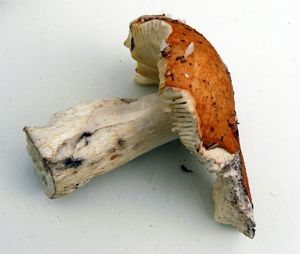Holubinka odbarvená - Russula decolorans (Fr.) Fr. 1838