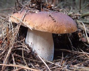 Klikni pro velký obrázek