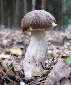 Klikni pro velký obrázek