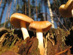 Klikni pro velký obrázek