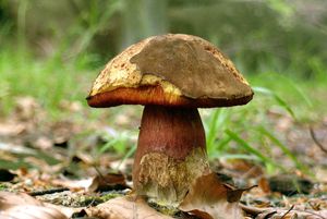 Klikni pro velký obrázek