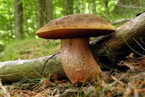 Klikni pro velký obrázek