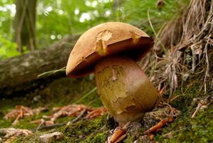 Klikni pro velký obrázek