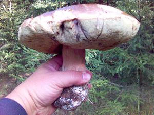 Klikni pro velký obrázek