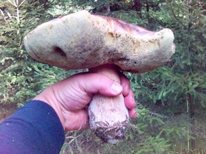 Klikni pro velký obrázek