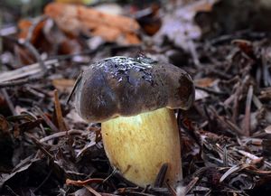 Klikni pro velký obrázek