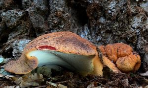 Klikni pro velký obrázek