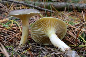 Klikni pro velký obrázek