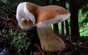 Klikni pro velký obrázek