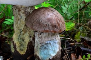 Klikni pro velký obrázek