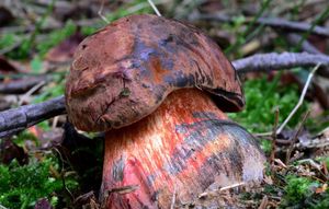 Klikni pro velký obrázek