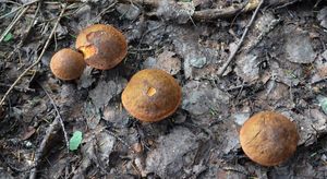 Klikni pro velký obrázek