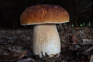 Klikni pro velký obrázek