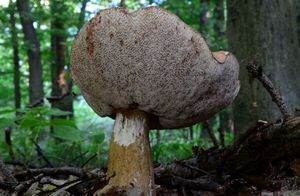 Klikni pro velký obrázek