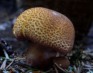 Klikni pro velký obrázek