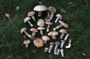 Klikni pro velký obrázek