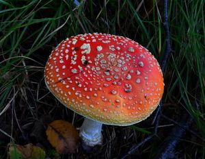 Klikni pro velký obrázek