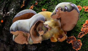 Klikni pro velký obrázek