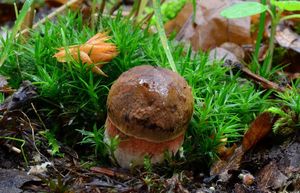 Klikni pro velký obrázek