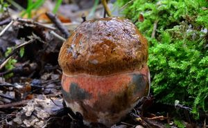 Klikni pro velký obrázek