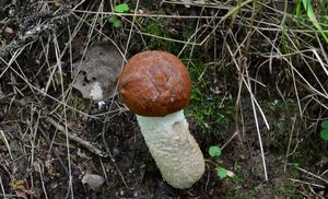 Klikni pro velký obrázek