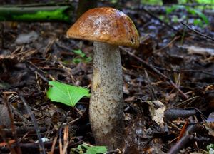 Klikni pro velký obrázek