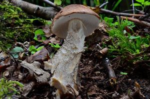 Klikni pro velký obrázek