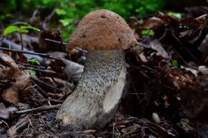 Klikni pro velký obrázek