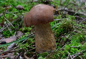 Klikni pro velký obrázek