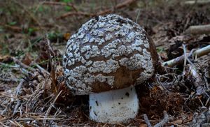 Klikni pro velký obrázek