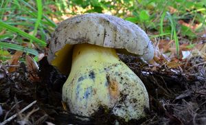 Klikni pro velký obrázek